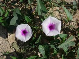 Image result for Ipomoea aquatica