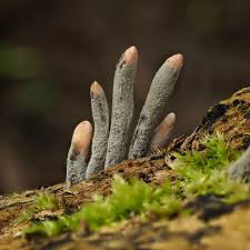 Image result for Xylaria polymorpha