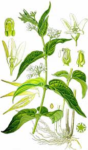 Image result for Vincetoxicum sylvaticum