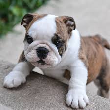 Mini english bulldog puppies for sale, miniature english bulldog puppies for sale, miniature english bulldog puppies for sale, english bulldog pictures, english bulldog information, shrinkabulls. English Bulldog Puppies For Sale Breeders In Texas