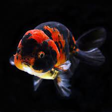 金魚王子 ゼブラらんちゅう 13cm qas852 参考売価14 000円 悪役顔 金魚 金魚王子 らんちゅう 更紗 アクアリウム fish goldfish pets aquarium もこもこ クリクリ 美しい魚 金魚 金魚 画像