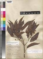 Image result for Nesogordonia