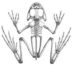 We may earn a commission through links on our site. Frog And Human Anatomy Comparison Ms Pearrow S 7th Grade Science