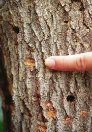 20 Best Bark Beetle Forest Damage Worldwide Ideas Bark Beetle Forest Beetle