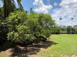 Image result for Suriana maritima