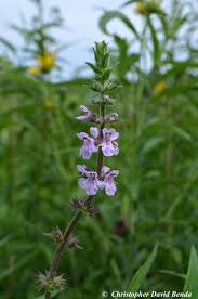 Image result for Stachys pseudonigricans