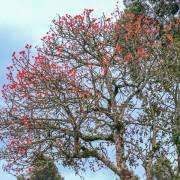 Image result for Erythrina afra