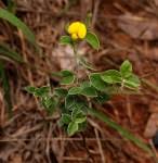 Image result for Argyrolobium tuberosum