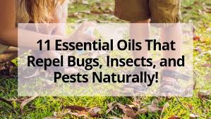 Studies show that methyl eugenol has been used effectively for the monitoring and control. 11 Essential Oils That Repel Bugs Insects And Pests Naturally