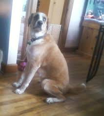 Lost Dog, St. Bernard Wolf Hound Mix in Cameron UPDATE: FOUND