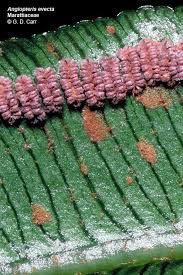 Image result for Marattiaceae