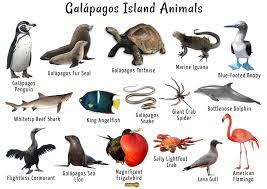 It was a visit to these remote islands that inspired charles darwin's theory of natural selection. Galapagos Islands Animals List Facts And Pictures