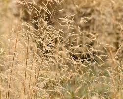 62 likes · 5 talking about this. Rasenschmiele Waldschmiele Pflanzen Und Pflegen Mein Schoner Garten