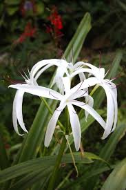 Image result for Crinum minimum