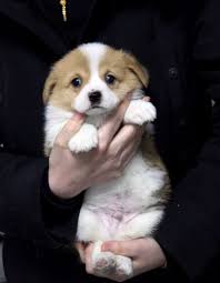 We are animals lovers, welcome to our youtube channel ! Mpr Puppies Mercy Puppy Recue