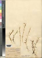 Image result for Heteranthoecia  guineensis