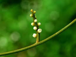 Image result for Cassytha filiformis