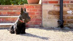 Image result for skotský teriér