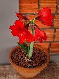 Image result for Hippeastrum sp. cultivars