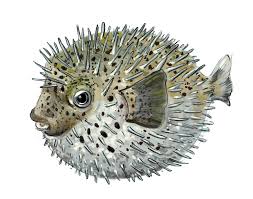 Art Illustration Oceans Seas Porcupinefish Diodontidae Sometimes They Confused With Pufferfish With Whic Fish Illustration Puffer Fish Art Fish Art