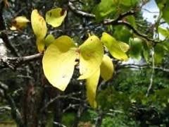 Image result for Colophospermum