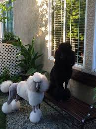 Diamondshowpoodles Com Poodle Formal Dog Sporting Dogs