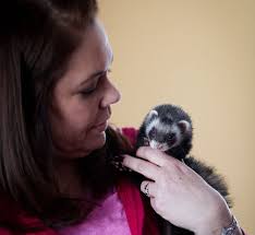 It's illegal to own a ferret in D.C., but “fur baby” love transcends law