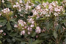 Image result for Rhaphiostylis