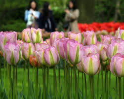 Thompson & morgan despite its common name, winter aconite flowers in the spring and attracts bees and other beneficial pollinating insects to your garden. Tulip Greenland In 2021 Tulips Beautiful Flowers Bloom