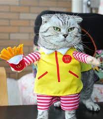 10 Potret Lucu Kucing Berkostum Manusia Siap Menguasai Dunia Nih Humor Kucing Gambar Kucing Lucu Anak Kucing Lucu