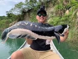 #shimano bantam#shimano antares 19#giantsnakehead#小盾鱧#魚虎#護幼 about press copyright contact us creators advertise developers terms privacy policy & safety how youtube works test new. 2019 06 03 è·¯äºžè­·å¹¼é­šçƒç±³è«¾é­šè™Žå°ç›¾é±§giantsnakehead Youtube