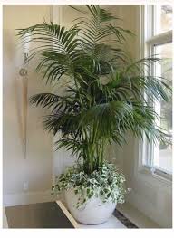 Pin By Leticia Castello Pacheco On Plantas House Plants Decor Artificial Plants Indoor Indoor Plants