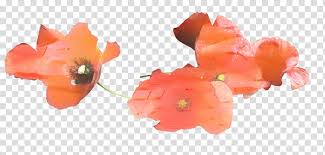 ✓ free for commercial use ✓ high quality images. Pink Flower Poppy Dnipro Orange Sa Gift Card Orange Moldova Petal Yellow Inc Transparent Background Png Clipart Hiclipart