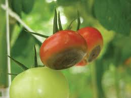 The efficiency and high reliability of these tomato organic fertilizer make them suited to use in any soil. When It Gets Hot Watch Out For Blossom End Rot Greenhouse Canada