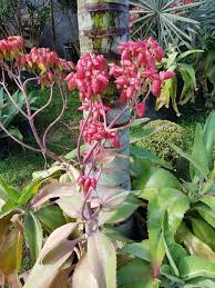 Kalanchoe Mortagei Plants Cactus