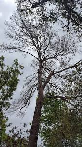 How to handle a dead tree on adjacent property causing damage