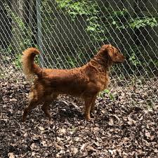 Maybe you would like to learn more about one of these? Katie Wynwood Golden Retrievers