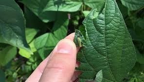 Interactive guide to insect pests of woody plants. Bean Leaf Rollers How To Manage This Southern Pest Hobby Farms