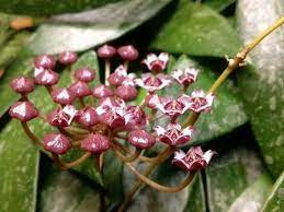 Pin Pa Hoyaflowers And Plants