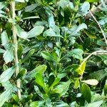 Image result for Freylinia tropica