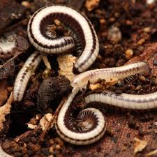 Image result for Sporobolus molleri