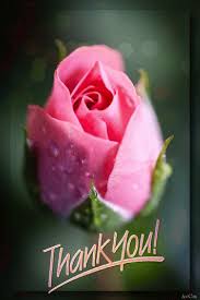 Check spelling or type a new query. Pin By Suzi Wright On Rosas Thank You Flowers Thank You Pictures Thank You Wallpaper