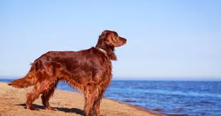 Image result for irský červenobílý setr