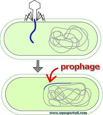 En terme médical, une pupille dilatée est appelée mydriase. Prophage Definition Et Explications