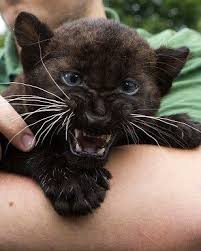 Khloe kardashian and kendall jenner play with rescued baby jaguars. Black Jaguar Cub