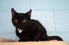 Kate Is A 5 Month Old 6 Pound Solid Back Bundle Of Feline Fun She Came To New Leash On Life After A Rescue Became O Cat Adoption Cats No Kill Animal Shelter