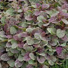 Contact zone 4 perennials / zone4color on messenger. Photo Essay Extremely Cold Hardy Perennials Perennial Resource