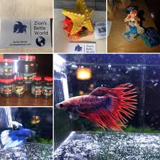 Betta fish, fish food, other fish,breeding, ext Zions Betta World Facebook
