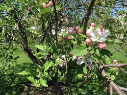 (4 c), so check the weather for the next week before using these oils. Features Of Spraying Trees And Shrubs In Spring From Pests Processing Garden Trees With Pests With Pests How To Spray Trees With Diesel