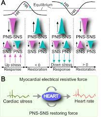 The Control Mechanisms Of Heart Rate Dynamics In A New Heart Rate Nonlinear Time Series Model Scientific Reports